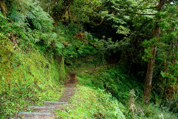 檜山巨木森林步道481480