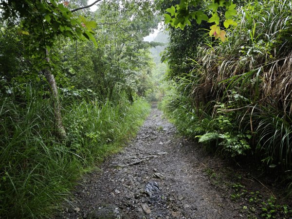 2025_0525 鎮西堡巨木群步道（B區）2797694