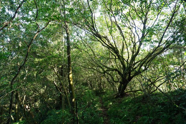 新北 雙溪 溪尾寮山、東柑腳山、柑腳山2581795