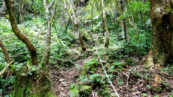 雙溪三柑Ｏ走2839879