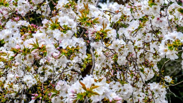 鹿兒島霧島神宮,神水峽3028237