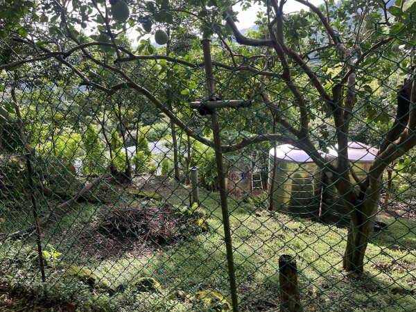 [皮皮獅探險隊-01/10] 2025_0706 六寮古道2830747