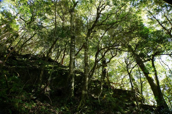 新竹 尖石 東穗山、島田山2939435