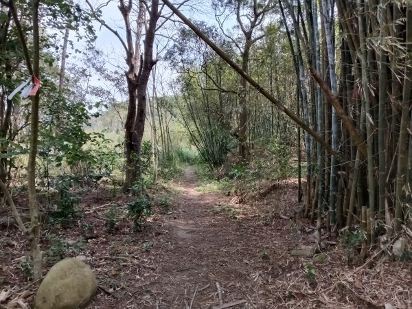 竹東鎮柯子湖山福隆步道稜線路+腰繞路P字走3013364