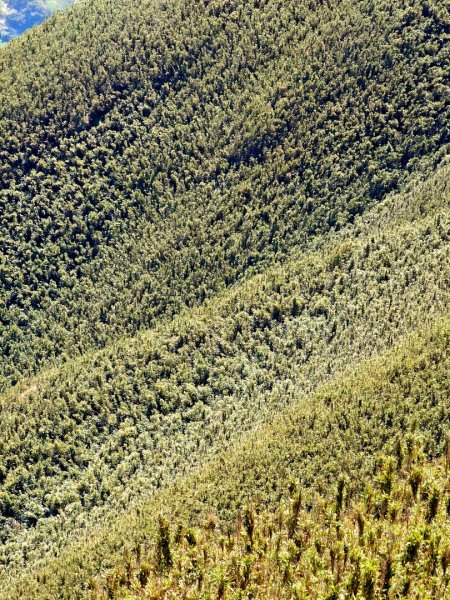 2026年臺北大縱走第二段：二子坪至小油坑3029495