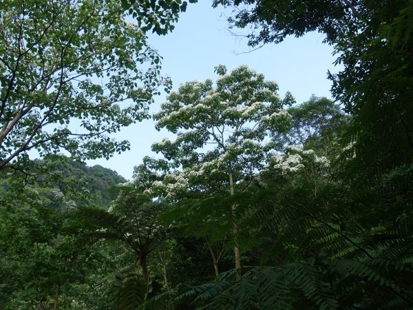 桐花公園、天上山~桐花開了！943089