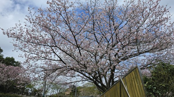 搭公車下車即抵達，台北市賞櫻最後一波，橘咖啡及內厝溪櫻木花廊的吉野櫻即將大爆發，要去要快，大崎頭步道2734718