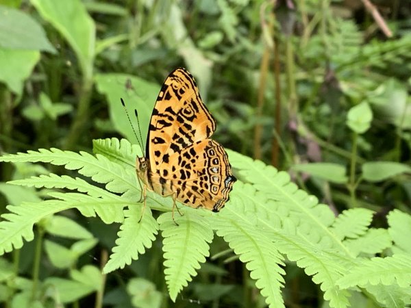 20251004高雄尾寮山-西北峰2907856