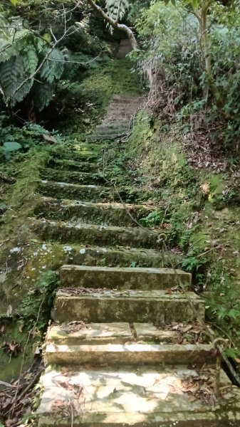 石碇區石霸尖-皇帝殿東峰-玉京山找尋艷紅花影3108308