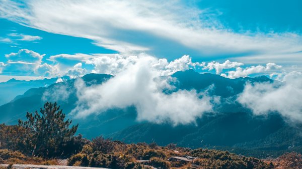 合歡山北峰 小溪營地 鷹角石 合歡北峰名樹2915346