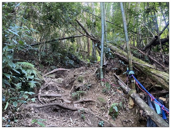 嶺頭山、金柑樹山、忘憂森林 O型一圈2944642