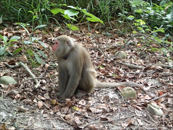 【新聞】監測猴群變動 在猴頸上掛追蹤器