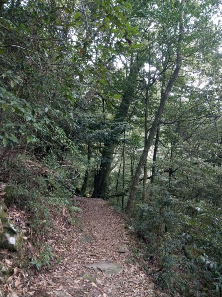 大雪山小神木步道+環站步道914523