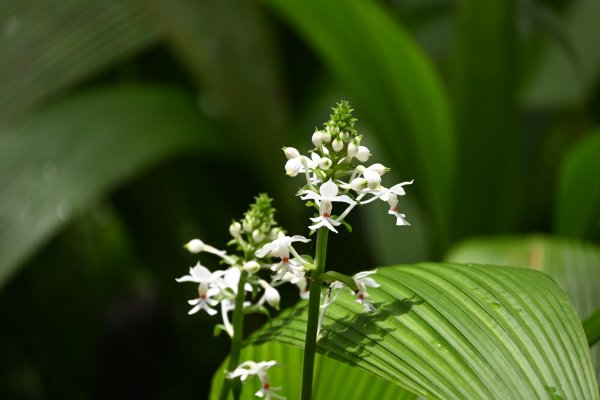 2025_0712 福山植物園2836331