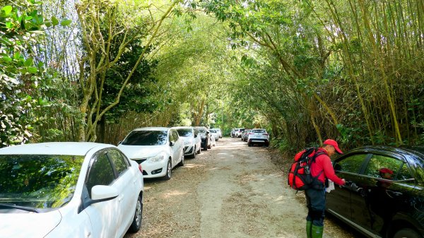 《蝶戀花。錫葉藤盛放》2735260