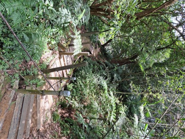 2026微笑山線望月亭桐花段3103859
