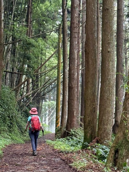 阿里山 奮瑞古道 202506282827164