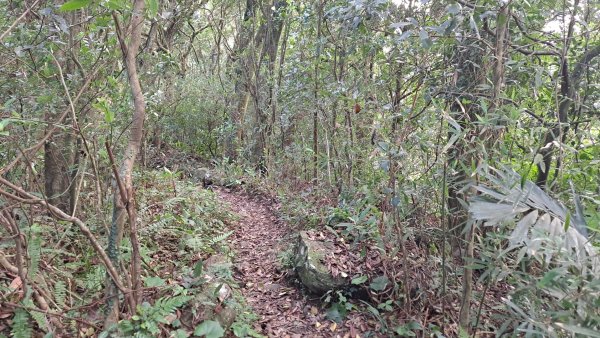 20240305坪頂古圳-登峰圳-內雙溪古道-瑪礁古道-大崎頭步道O繞2447230