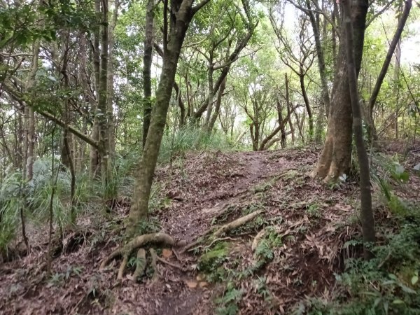 內湖區大丘田保甲路+開眼山+白石湖山+白石湖山東峰+大邱田山+消防山O型2858932
