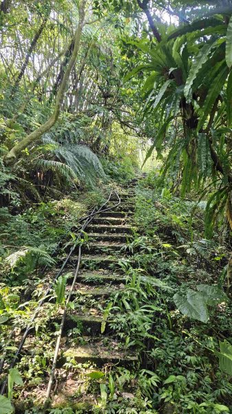 20250422豐田派出所-磨石坑古道-磨石坑山-圳沽古道2767904