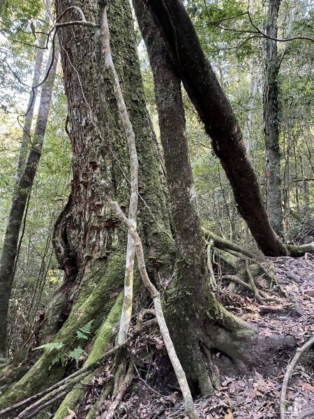 雪見大板根2959287