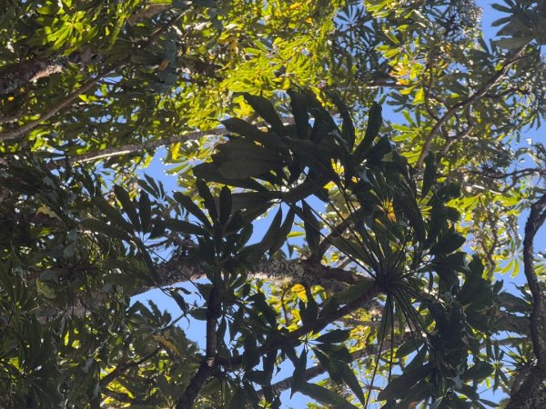 1141215塔山步道2962707