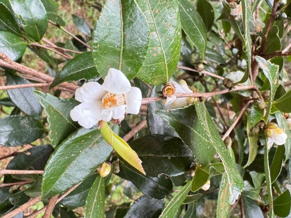鳴鳳山古道群走鳴鳳山 三湖山吃仙草冰2923271