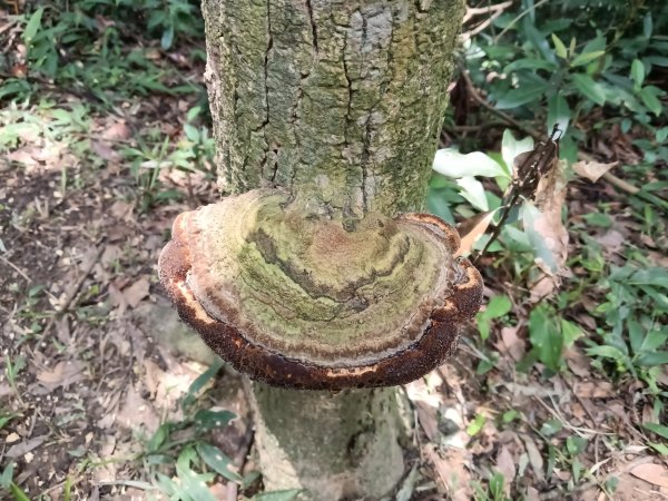 內湖區大丘田保甲路+開眼山+白石湖山+白石湖山東峰+大邱田山+消防山O型2858941