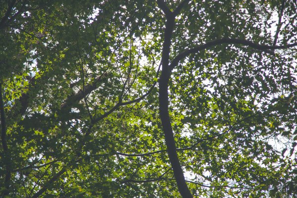 20191004~06-[新竹] 500塊上的大霸尖山1817049