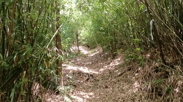 基隆市三角洲嶺山-三角洲嶺北峰-池塘-獅球嶺東砲台山-獅球嶺-獅球嶺北峰-劉銘傳隧道3067307