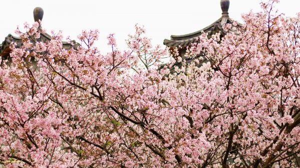 櫻花季的尾聲~在東方寺慢慢的品花落的聲音910686