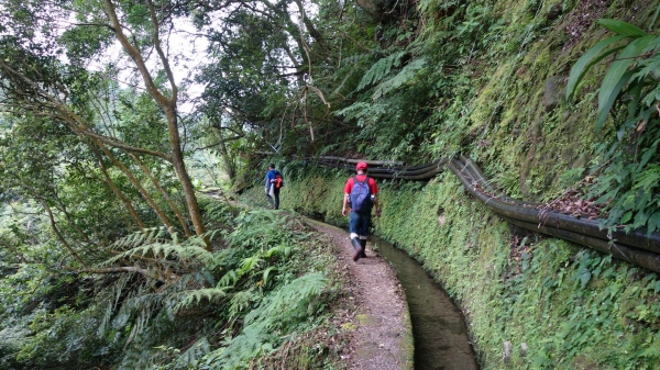 百年坪頂古圳與北五指山之草原驚艷45787