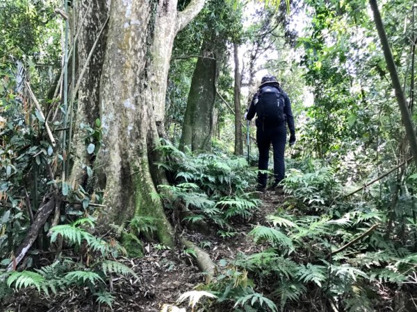 麒麟步道縱走田薯連峰1666512