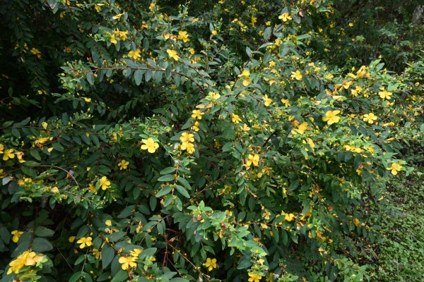 2025_0712 福山植物園2836195