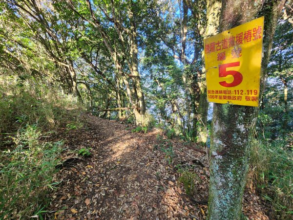 20260118騰龍山加里山O型2997512