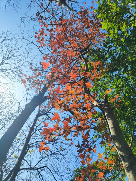 新嶺山步道-大湖頂山-大棟山-鶯歌大榕樹-福源山步道2990682