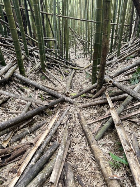 小百岳-金柑樹山2717259