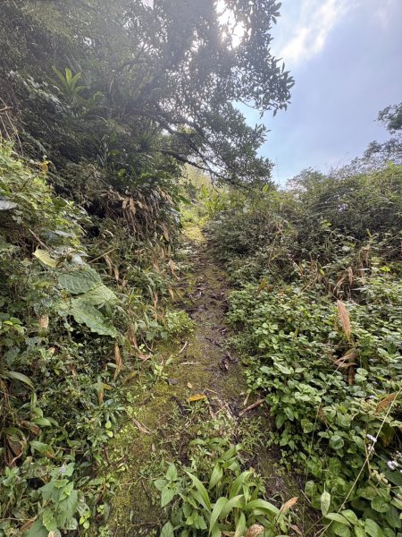 20251122大湖尖山步道(啟登直上第三涼亭)2944505