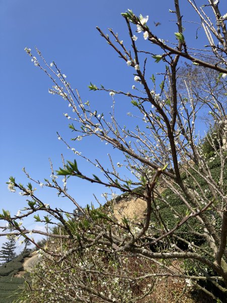 20260217月眉山+海鼠山+奮瑞古道3001668