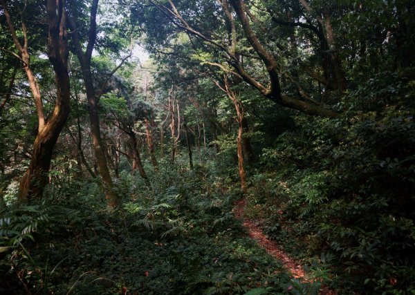 志繼山、東眼山O型1335954