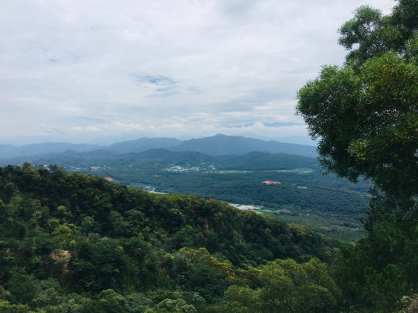 1090611火炎山相思樹花大開992653