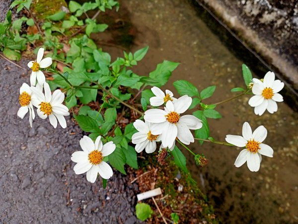 美麗的劍潭、渾然天成的猴洞巨岩和湖山磺溪1320195