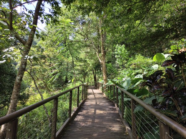 [百山百鳥尋旅-07/15] 2025_0831 八仙山國家森林遊樂區步道群_天籟步道2875917