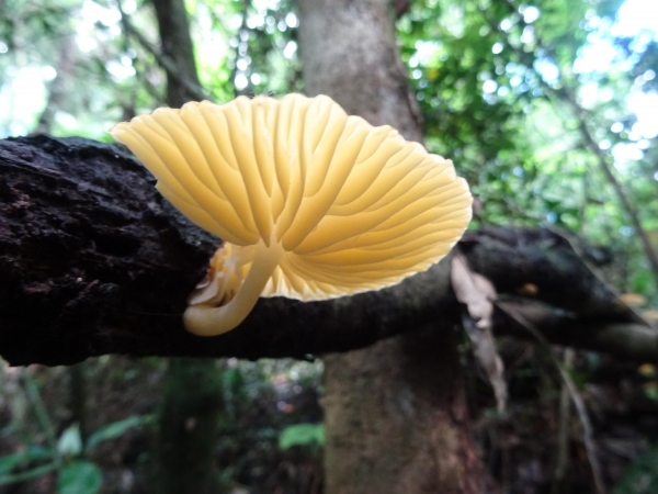 縱走雲霧密森 特富野46227