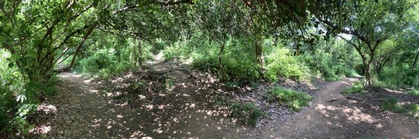 20250628高雄望雲山-尚書林山2826305