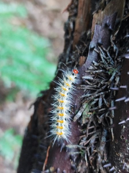 草山觀瀑吊橋-百年楓香巨木-草山水管支線-大屯瀑布-小隱潭瀑布2982762