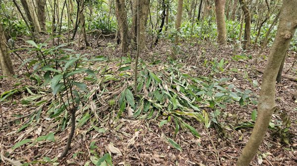 20260224興基坑古道-淡基橫斷古道-界寮縱走o型3007563