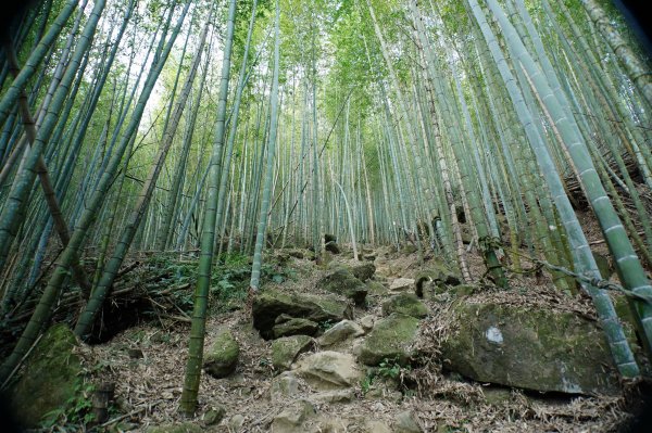 南投 鹿谷 龍鳳山、龍鳳峽山、三叉崙山、水桶寮山、內樹皮山、羊頭崙山、志騰山、竹崙山、溪頭山2962236