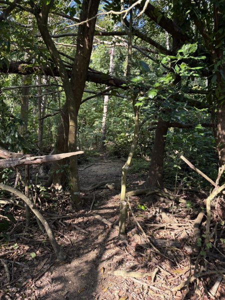 20251115壽山步道(元亨寺免費停車啟登)2938478