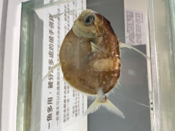 雨天備案💙 台灣博物館的古生代館-台大動植物館免費參觀-北投♨️季2807520